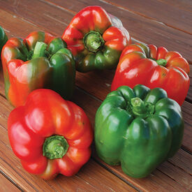 Ozark Giant, Pepper Seeds